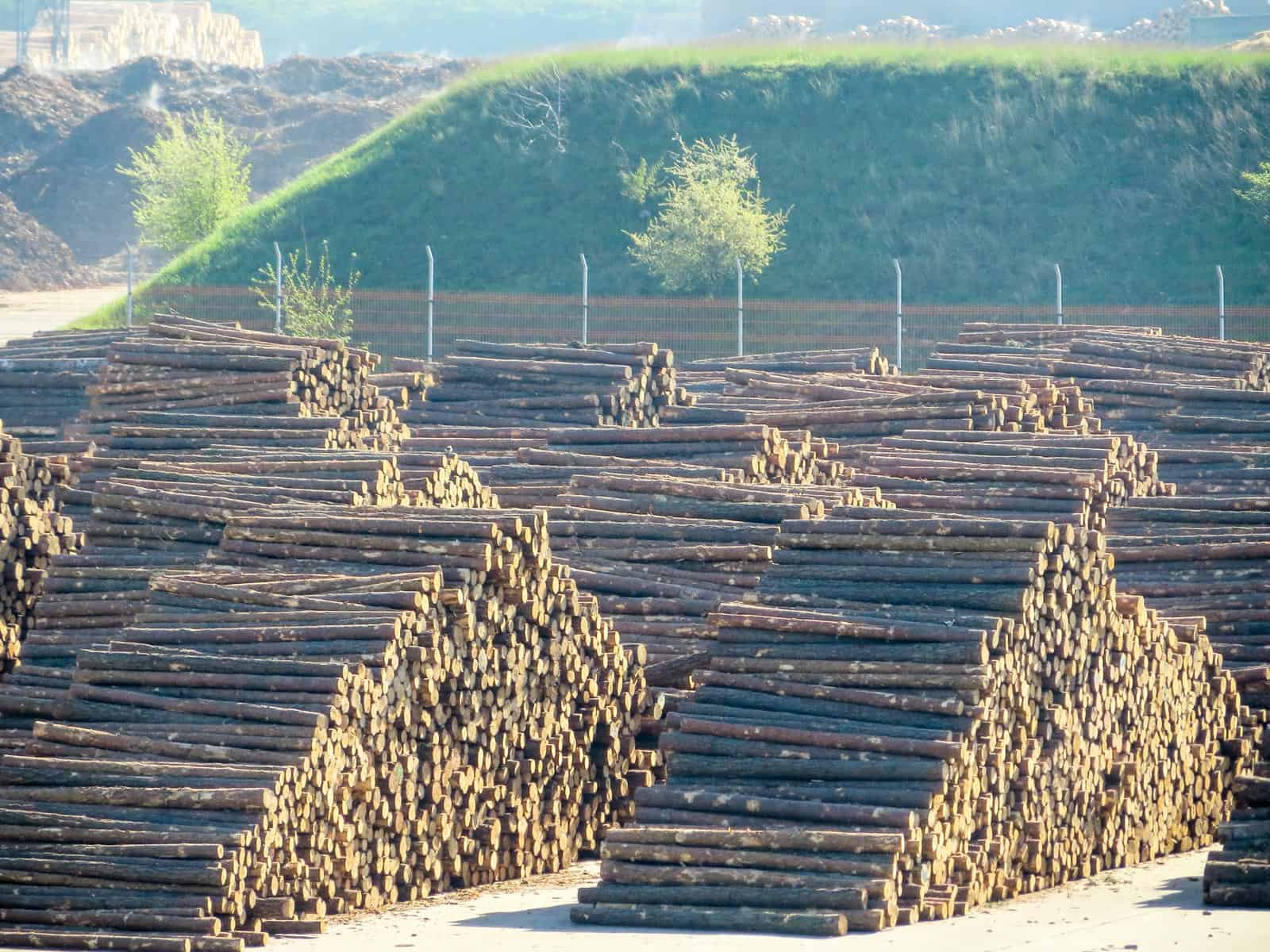 Deforestation Romania Hannes Knapp - © All rights reserved