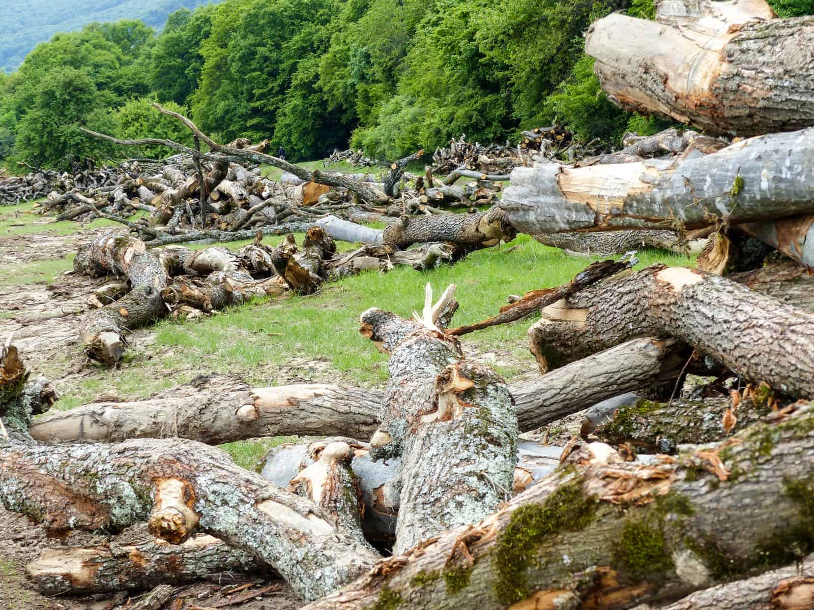 Deforestation Romania Hannes Knapp - © All rights reserved