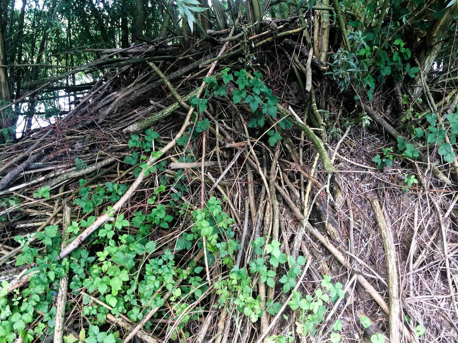 Dutch beaver in Wageningen 7.jpg - © European Wilderness Society CC BY-NC-ND 4.0