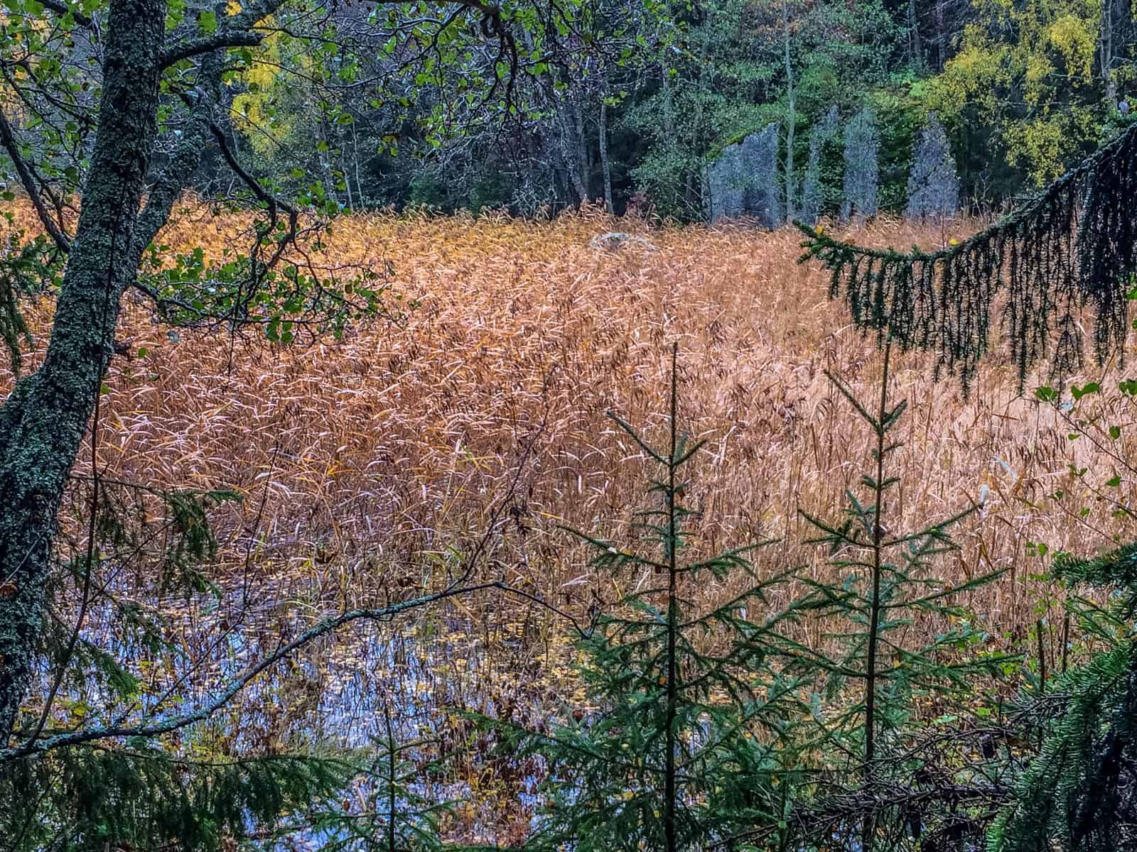 2017-10-14 13.03.04.jpg