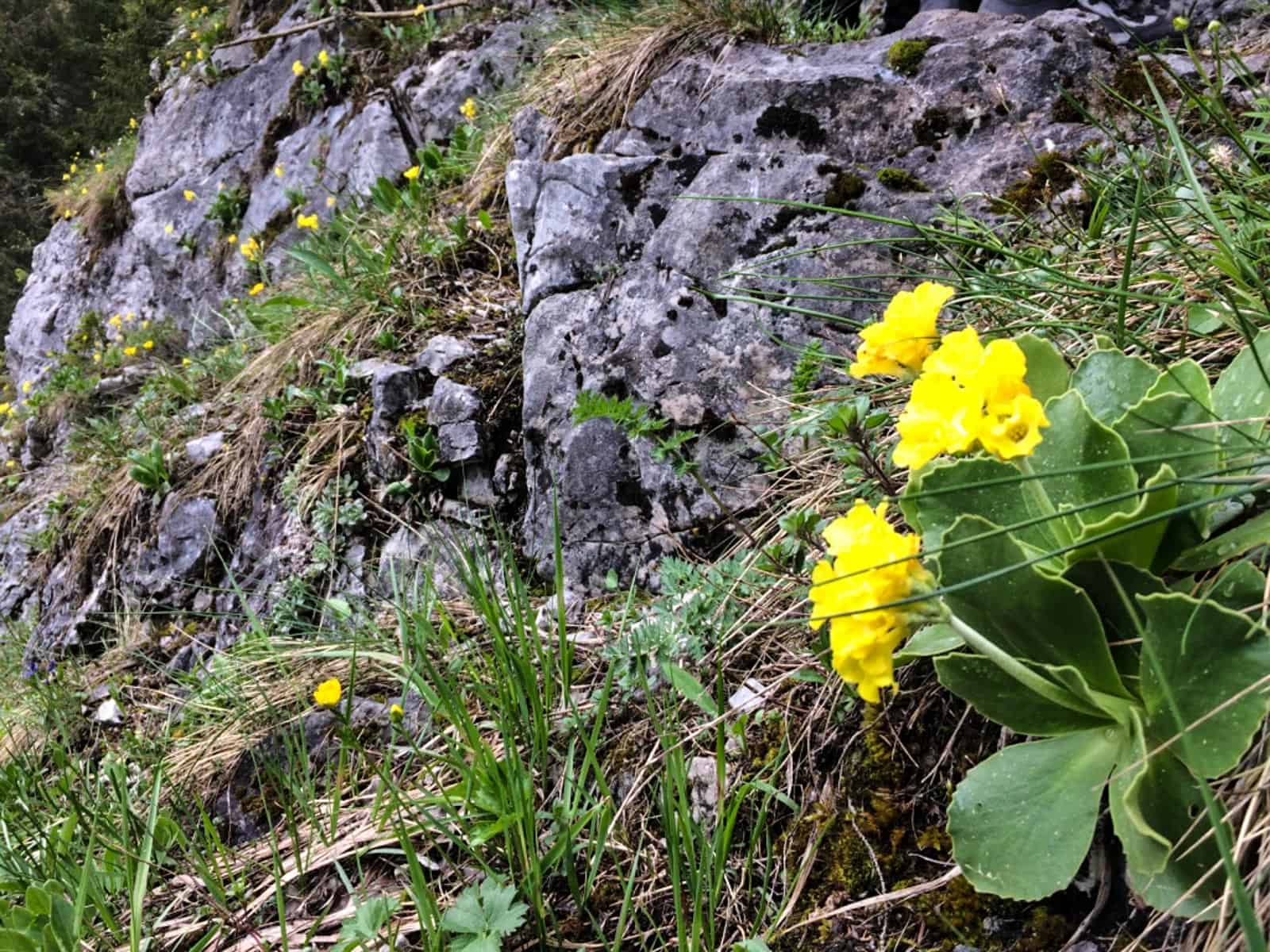 Dutch Film team in the Tatras, Slovakia 0017.jpg - © European Wilderness Society CC BY-NC-ND 4.0