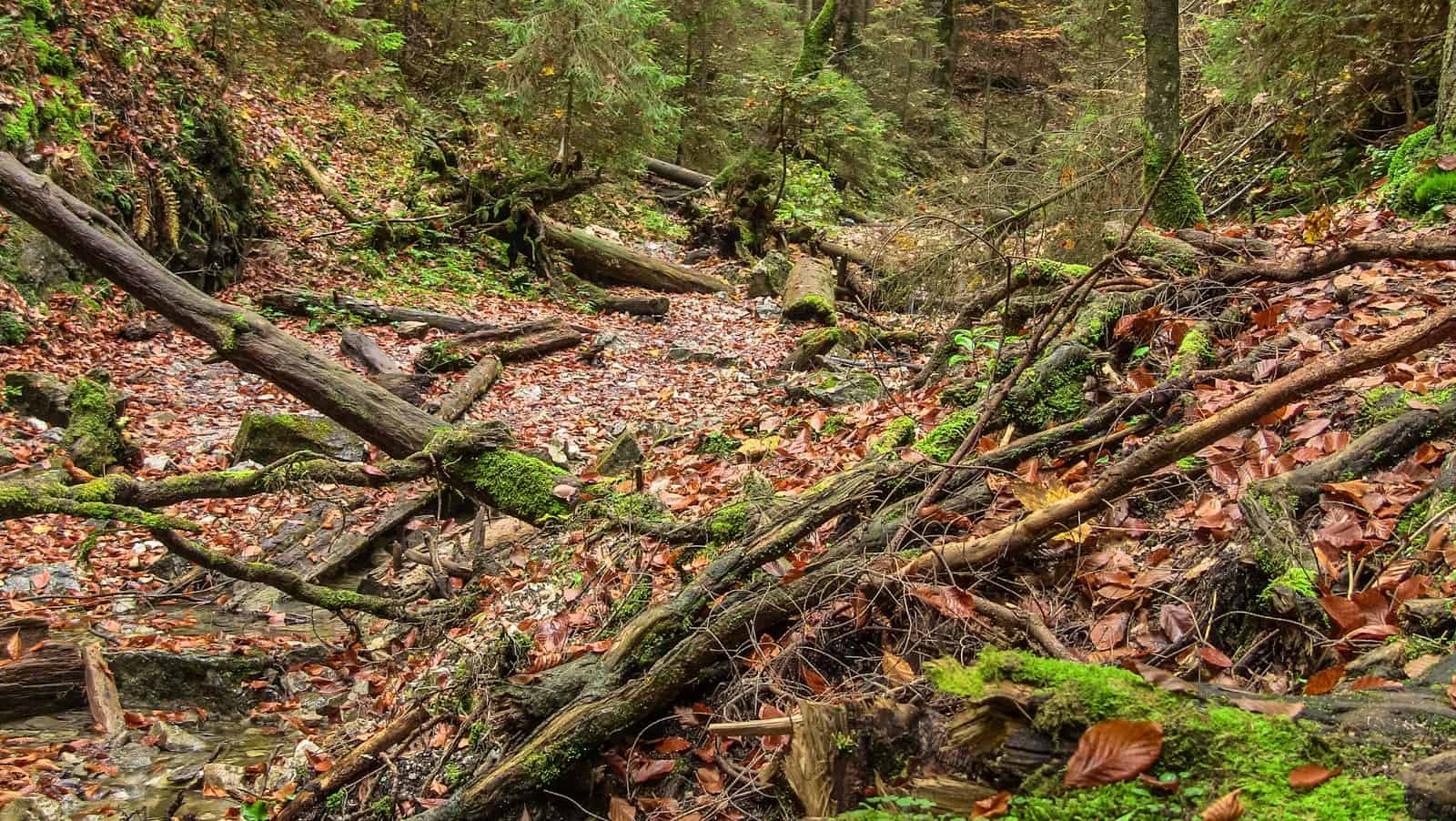 Tatra NP, Rackova Dolina Valley 0623.jpg - © Jim O´Donnell All Rights Reserved