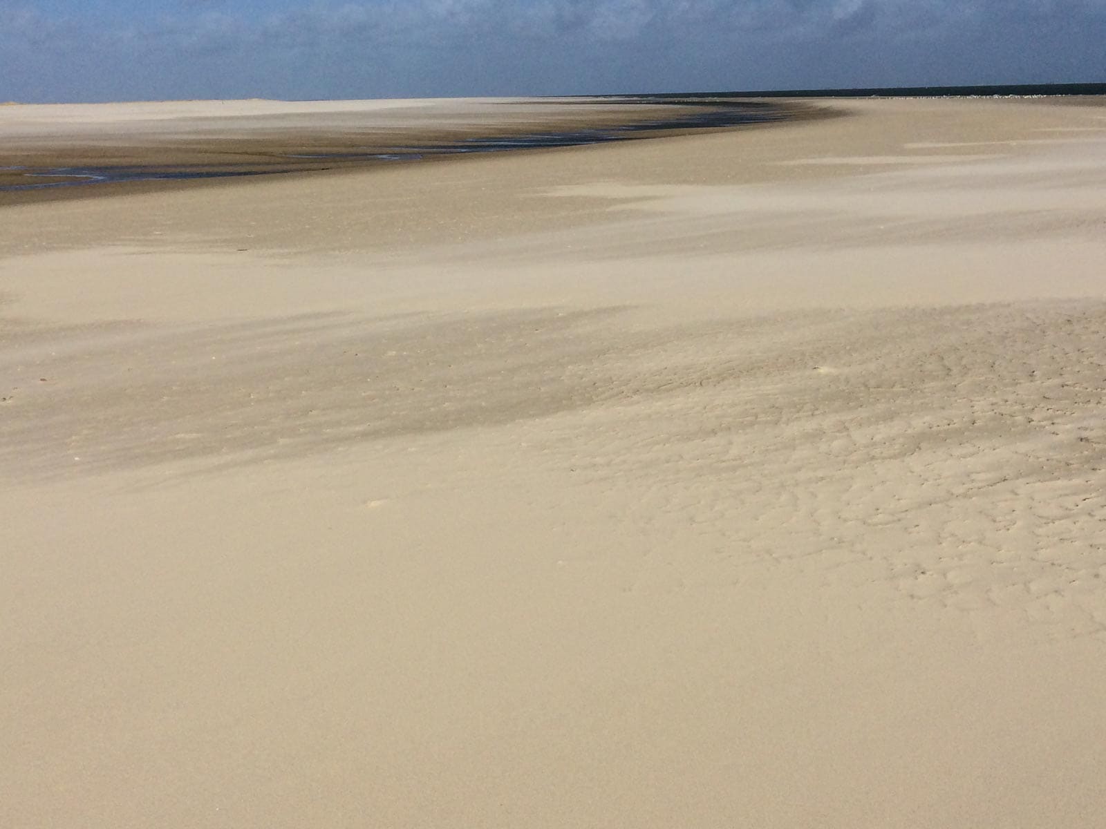 WILDCoast Amrum North Sea 07654.jpg WILDCoast Amrum North Sea-43-6.jpg
