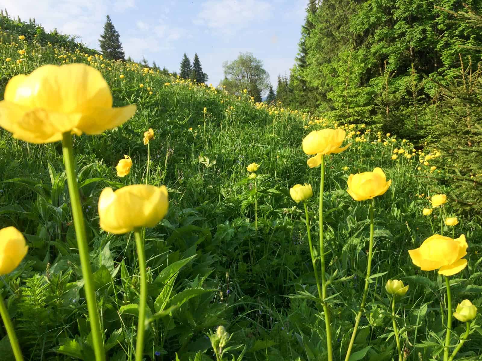 Gorgany Wilderness-25297.jpeg - © European Wilderness Society CC BY-NC-ND 4.0