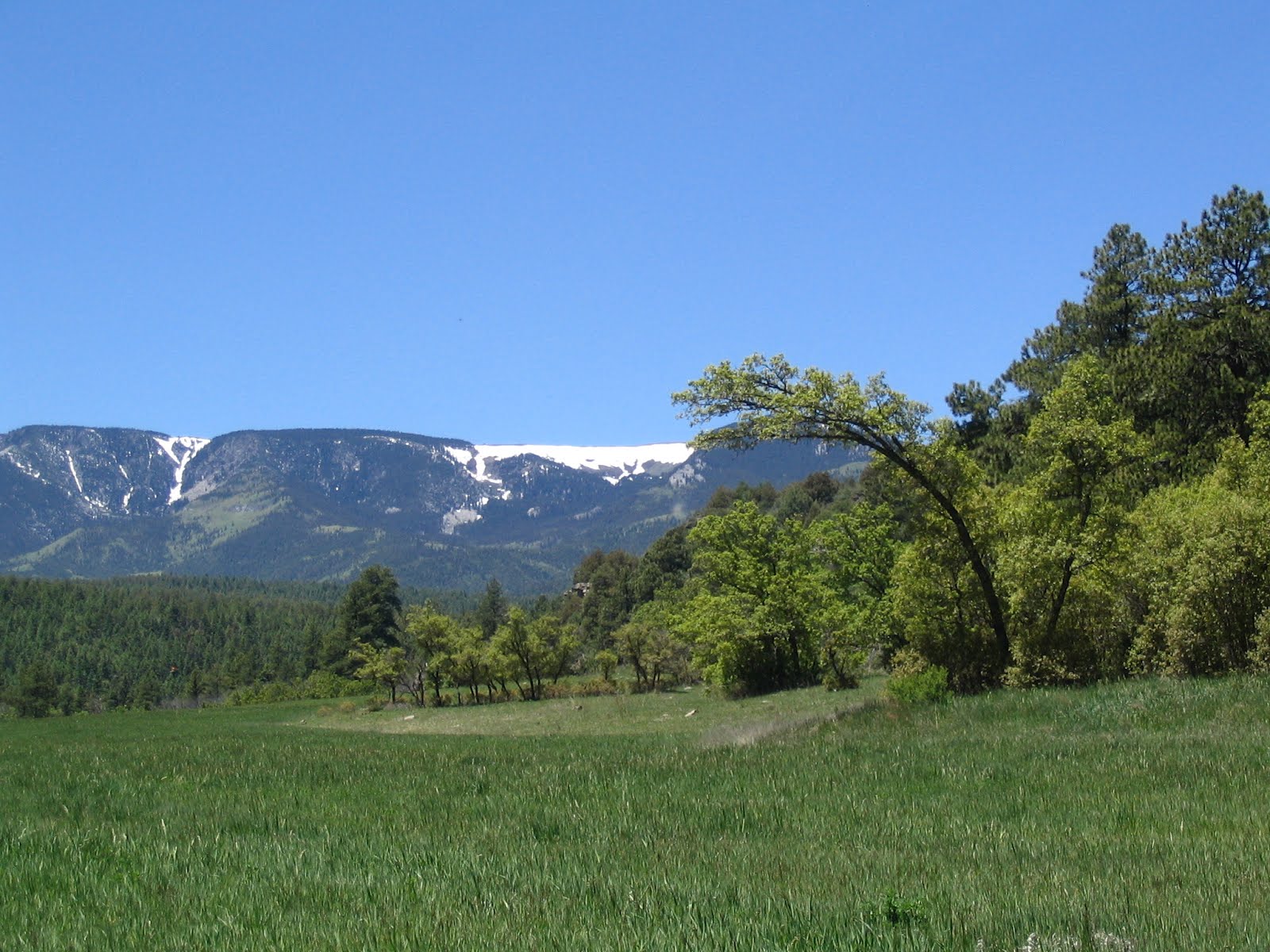 1-arch-tree-meadow-web.jpg