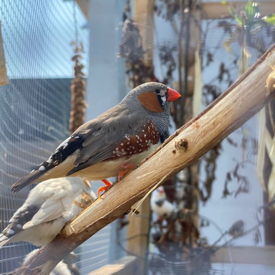 Grey and brown bird with orange beak perched on a wooden branch in enclosure.