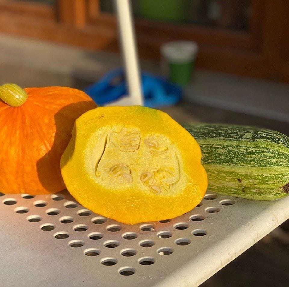 Yellow squash with carved faces on a perforated surface.