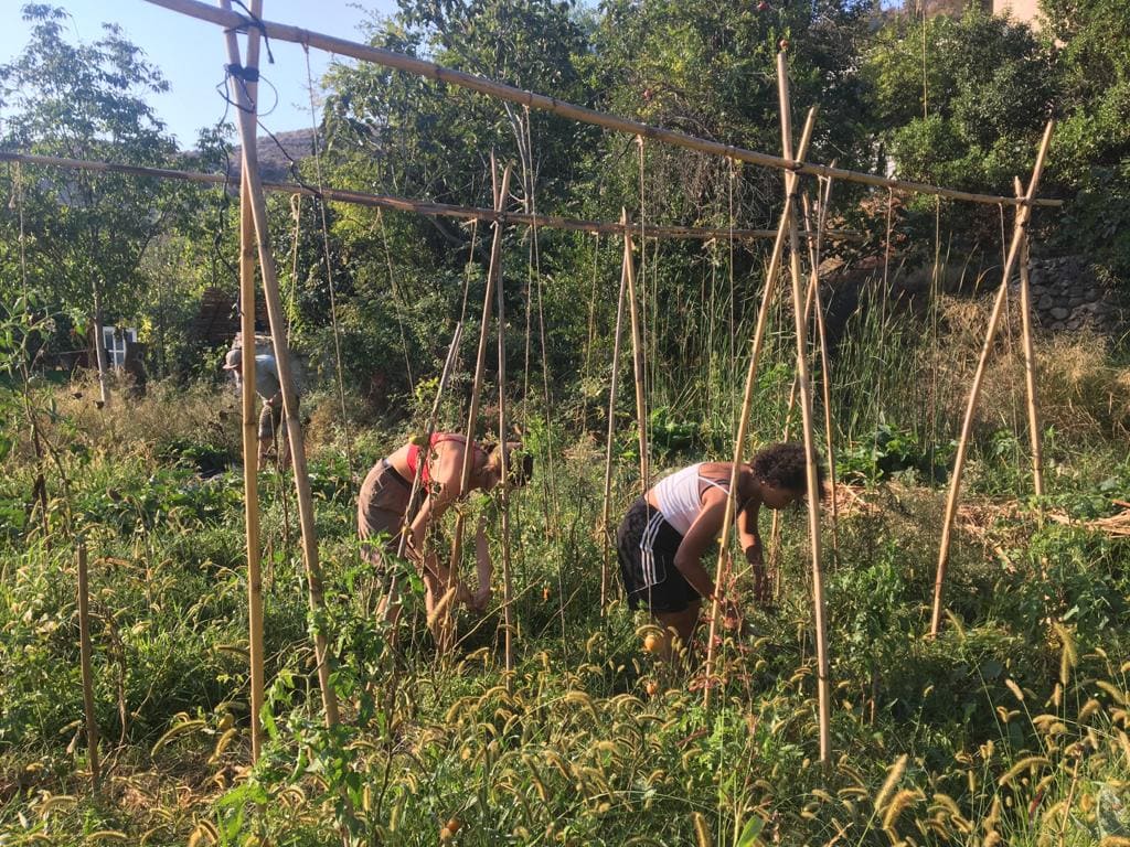 People tending a garden within a bamboo trellis frame in a rural setting.