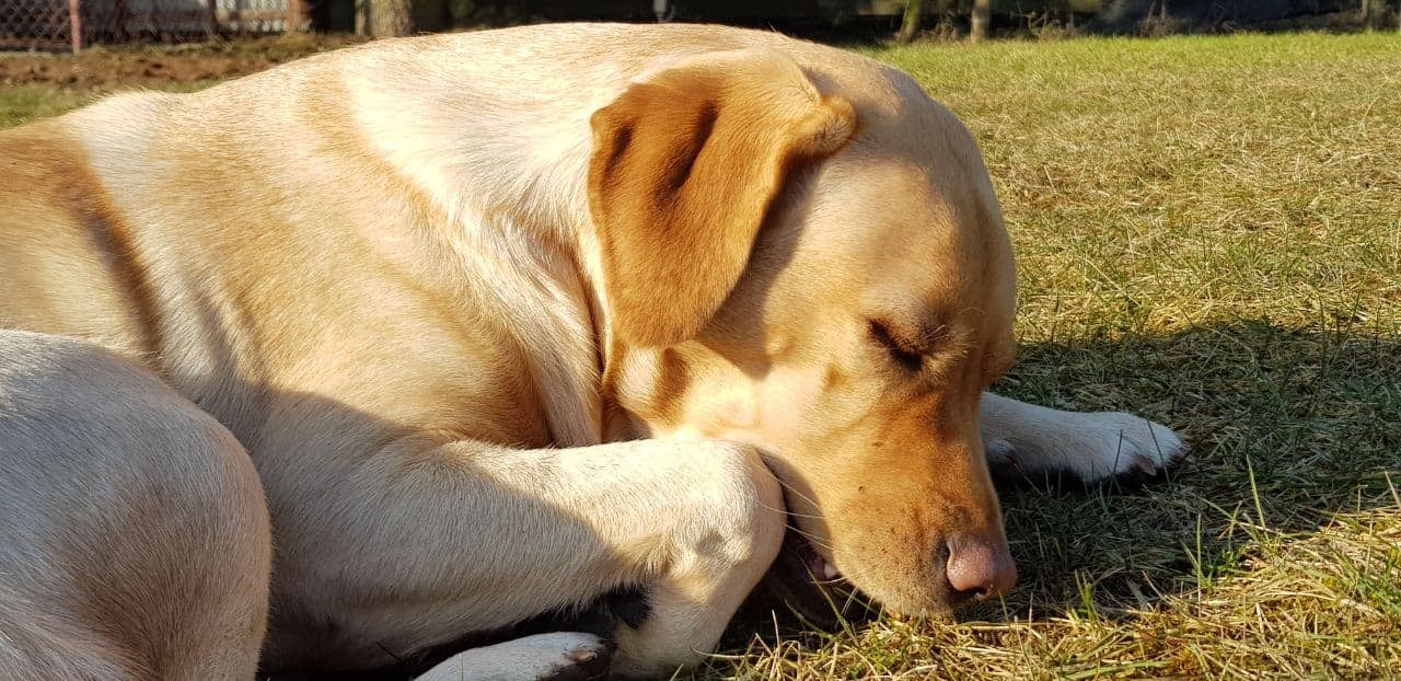 Golden labrador sleeping on grass in sunlight.