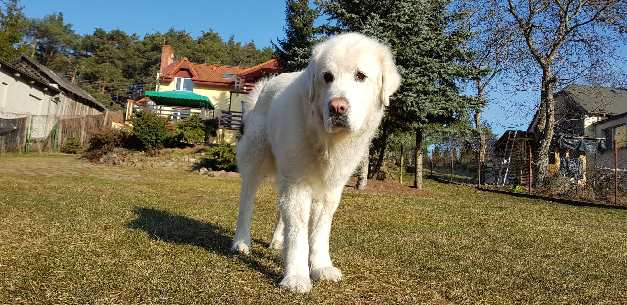 White dog standing in a sunny village field near eco community Kirin.