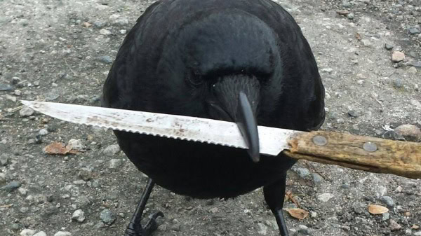 Raven perched over a knife held by a wooden handle.