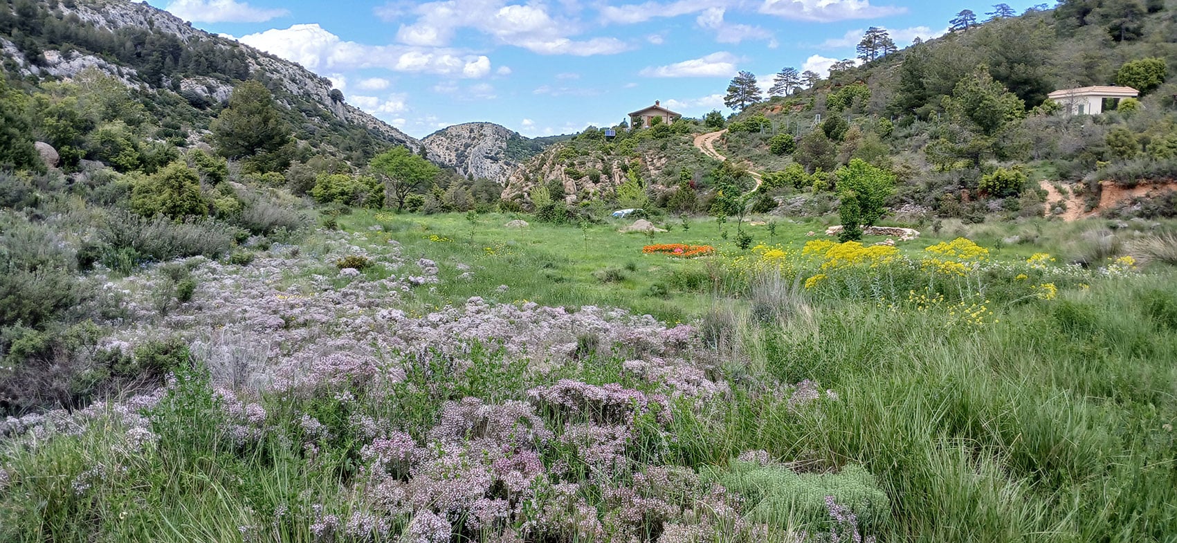 Lush meadow with wildflowers and rolling hills under a blue sky.