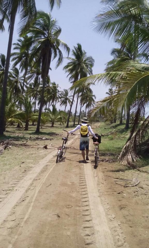Person with two bicycles walking along a sandy path between tall palm trees.
