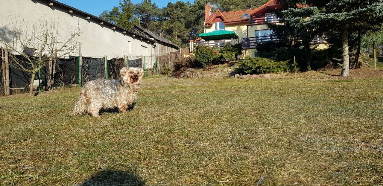 Dog in a sunny village yard at Eco community Kirin with houses and trees.