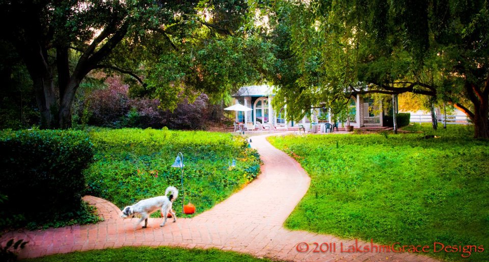 A dog on a curved brick path in a lush green garden near a pavilion.