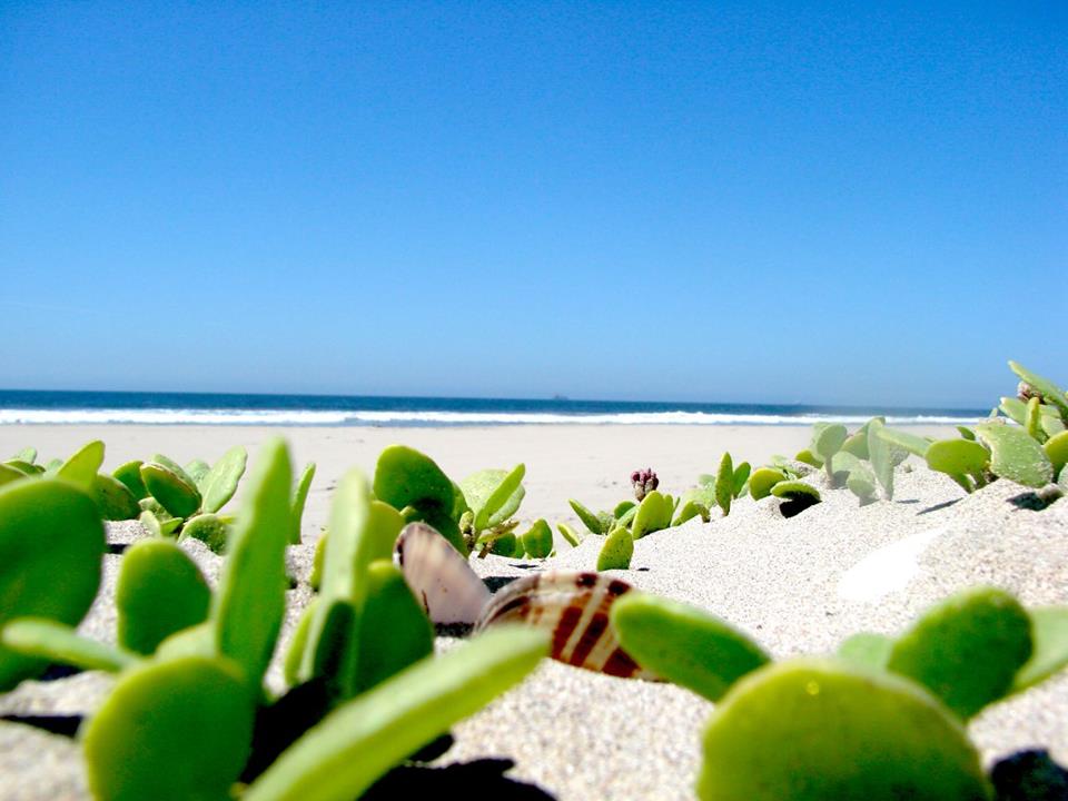 Shoreline with green coastal plants and blue sea under clear sky.