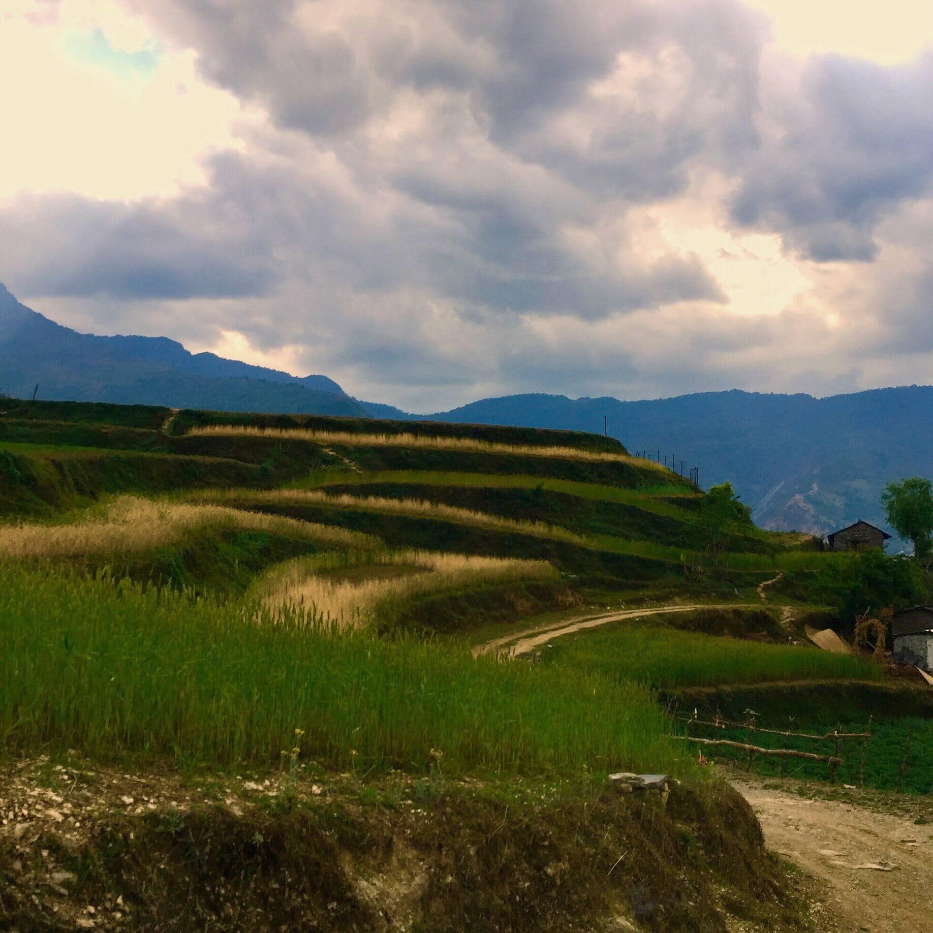Terraced fields with green crops under cloudy sky at Eco village hillside.