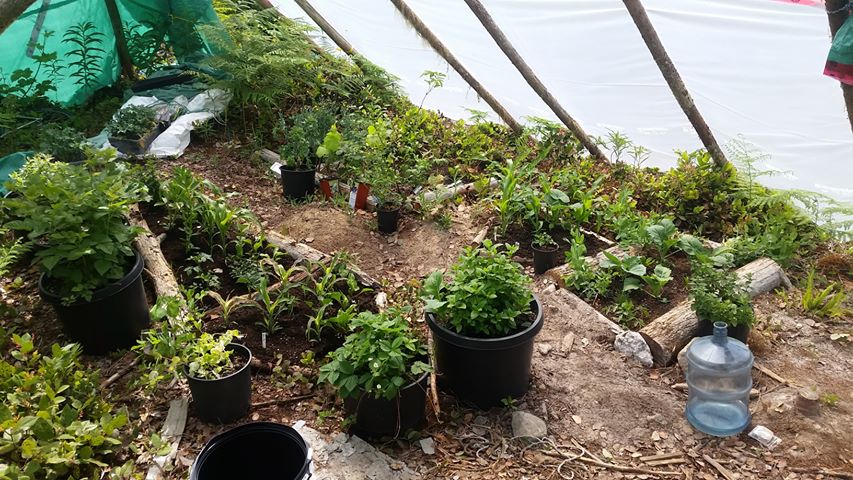 Green plants in pots arranged in a garden within a shelter at Elphinstone Rainbow Village.
