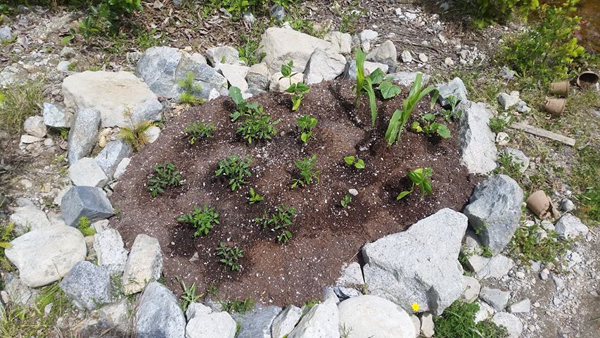 Ecovillage garden bed with small plants bordered by rocks.