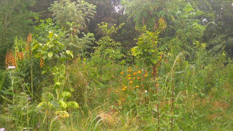 Lush garden with diverse plants and wildflowers in a wooded setting.