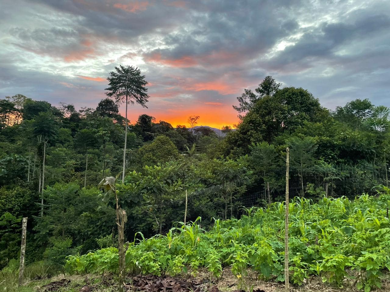 Sunset over a lush green forest garden with a distant orange sky.