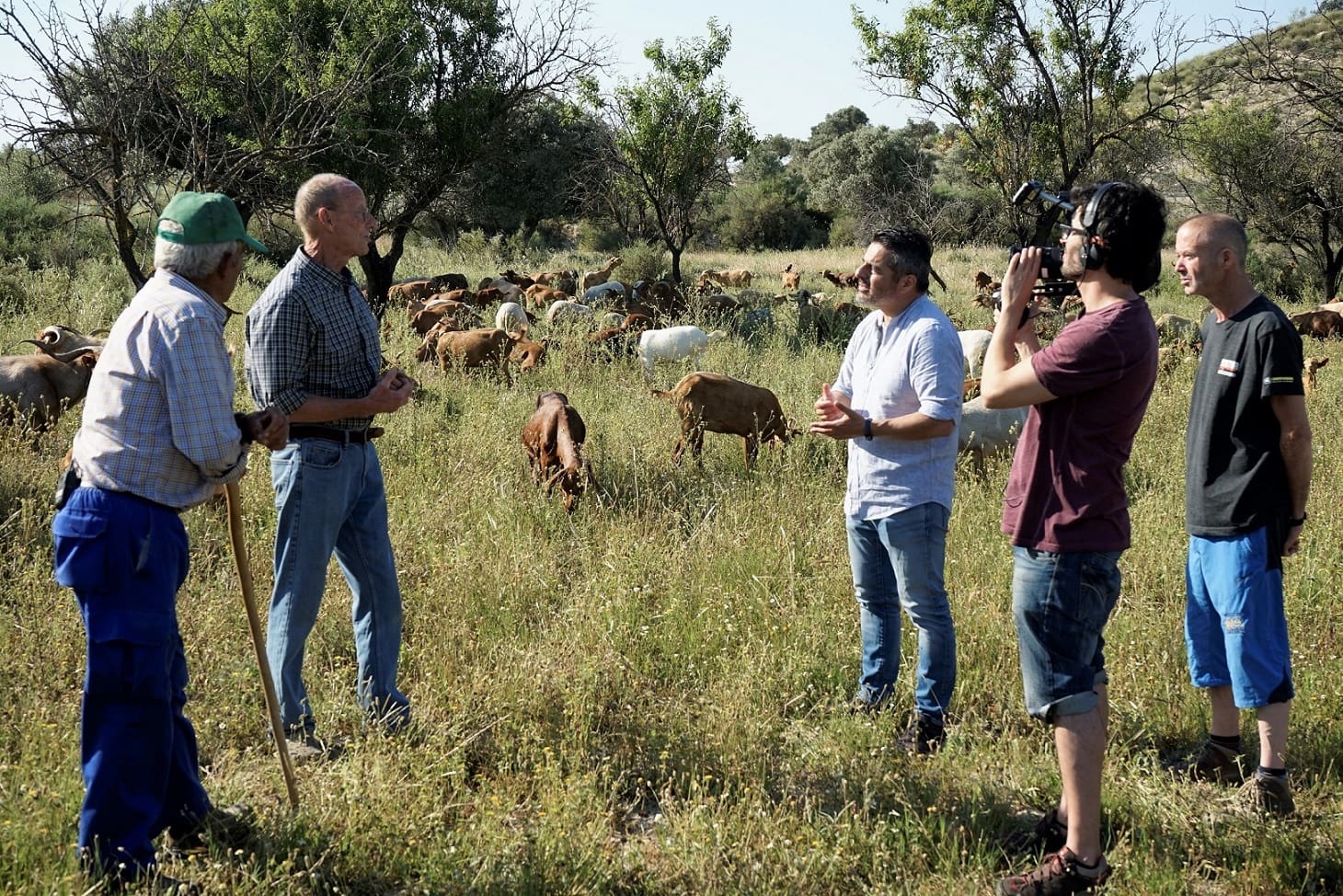 Group of people discussing in a field with grazing sheep and goats.