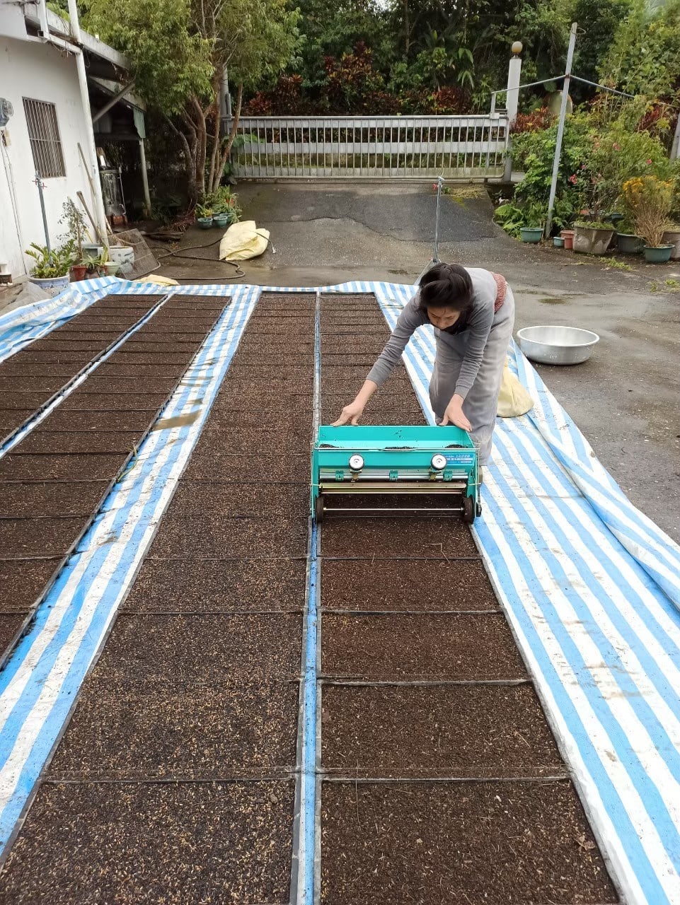 Person tending seedling beds on a blue-striped tarp laid out in a grid.
