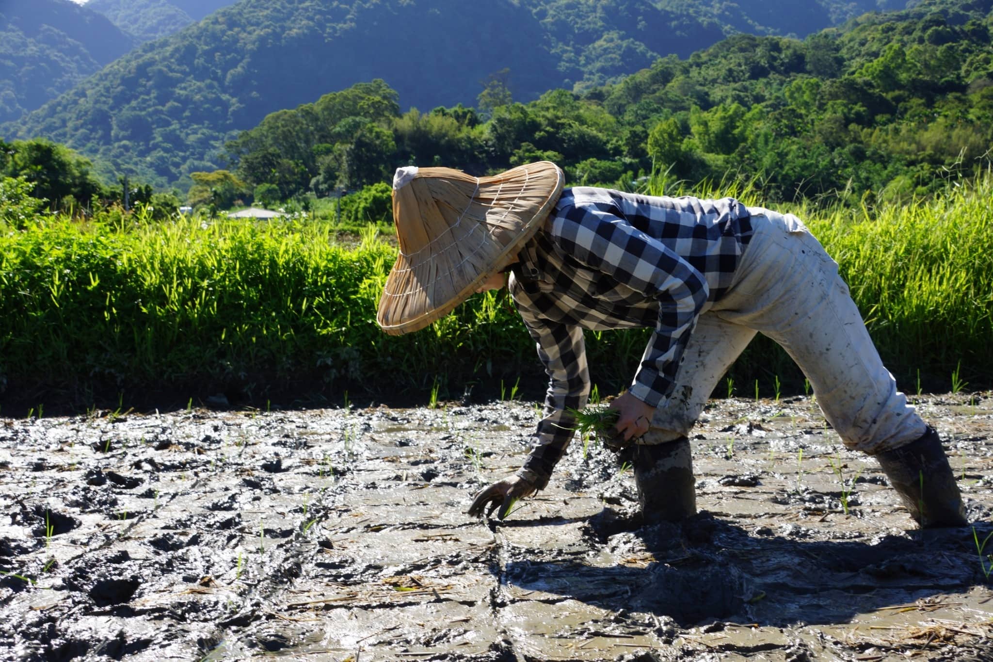 Rice field worker planting seedlings in muddy paddy at sunrise.