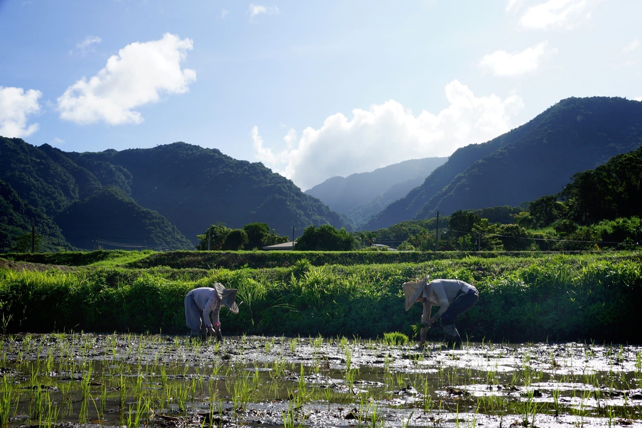 Two farmers in a flooded paddy field with mountains in the background.