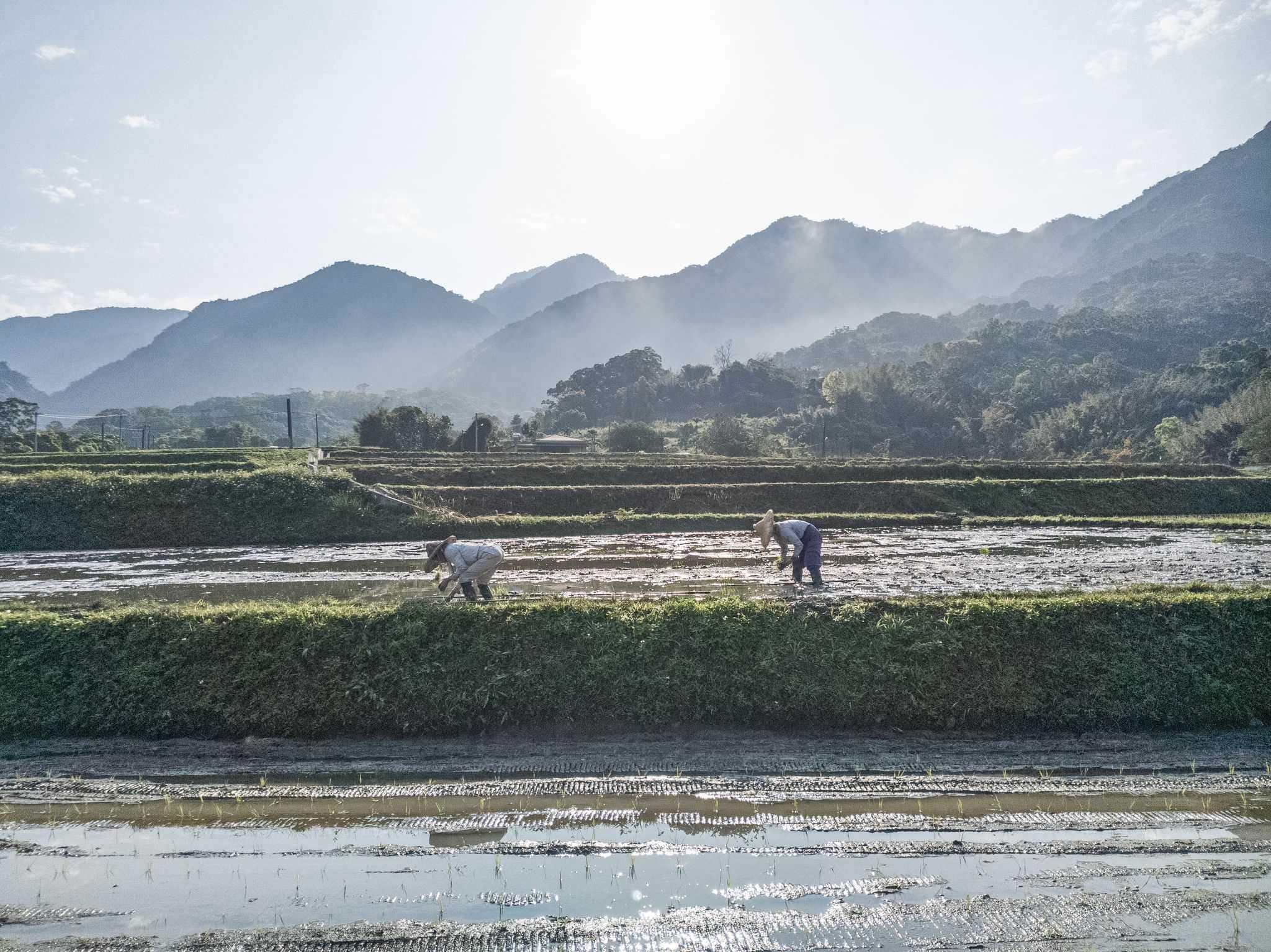 Farmers in terraced rice paddies with mountains in the background.