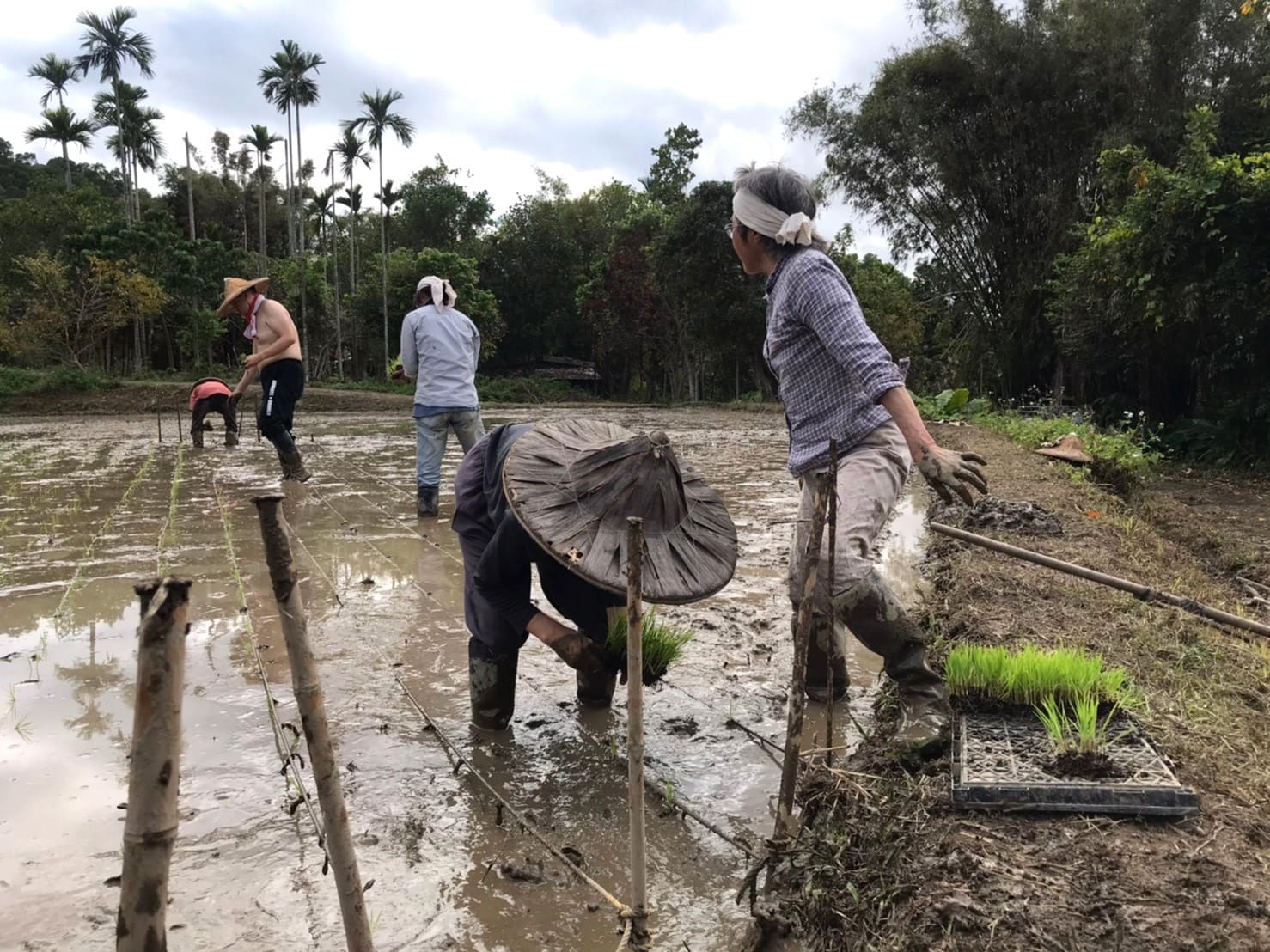 Field workers planting rice in a muddy paddy at an ecovillage site, with trees and palm trees in the.