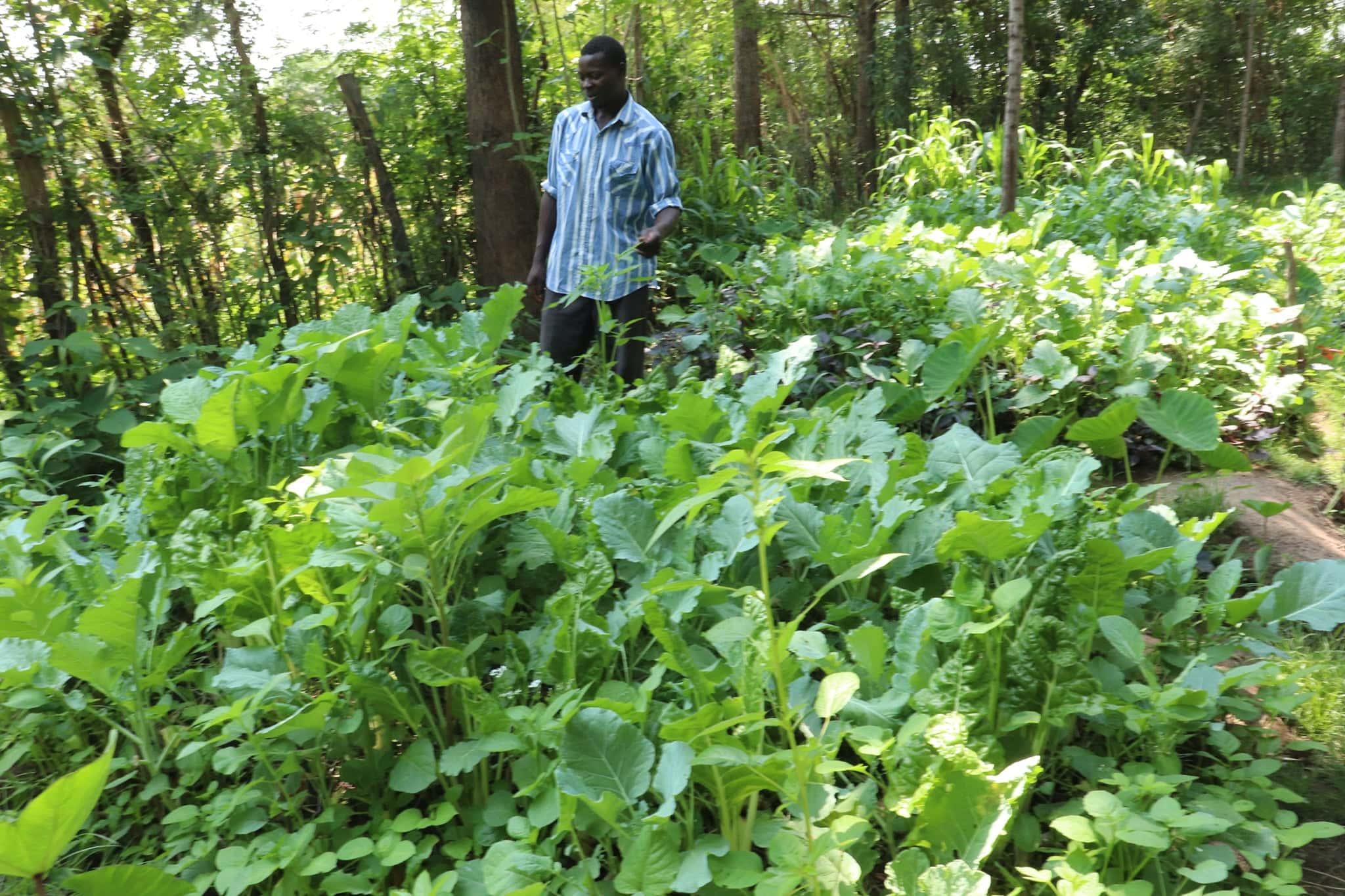 Man in a lush veggie garden in Kajulu Hills Eco-Villages, surrounded by leafy greens and trees.