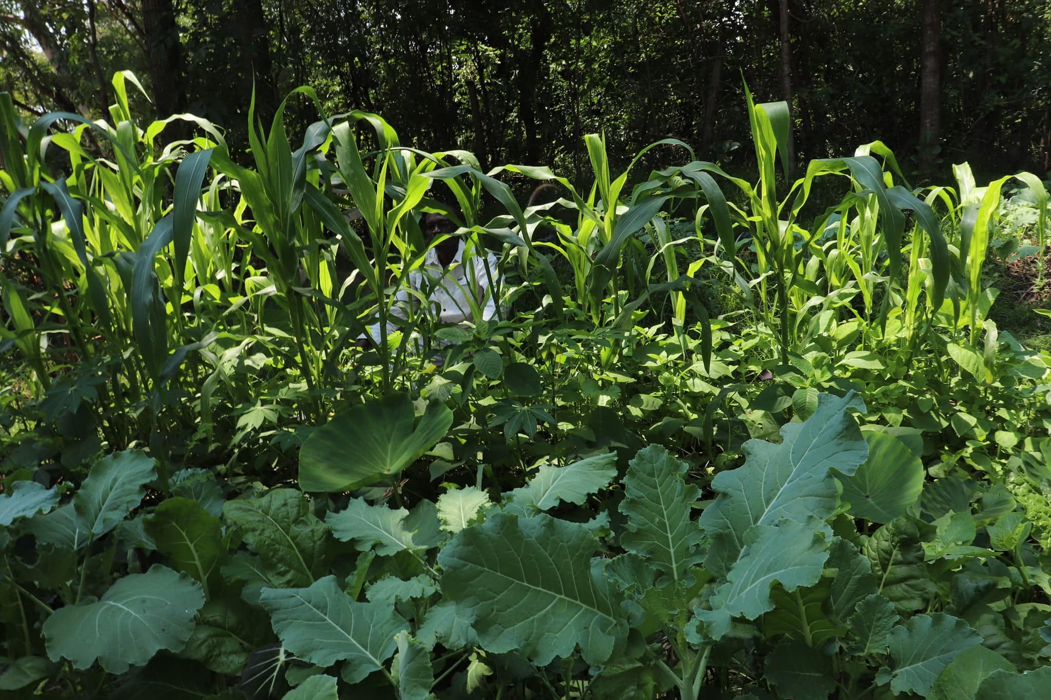 Sustainable garden with corn and leafy greens at Eco-Village site.