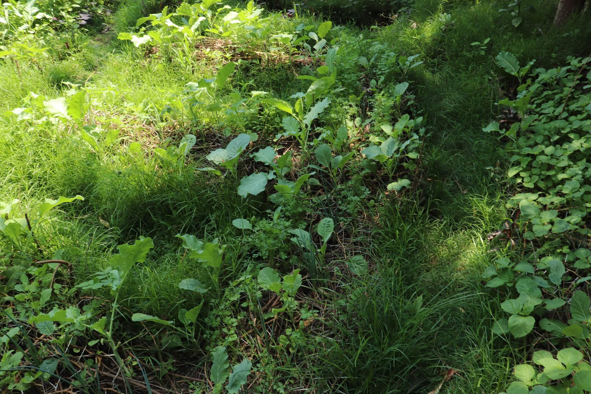 Vegetation and ground cover at Kajulu Hills Eco-Villages showing vibrant greenery.