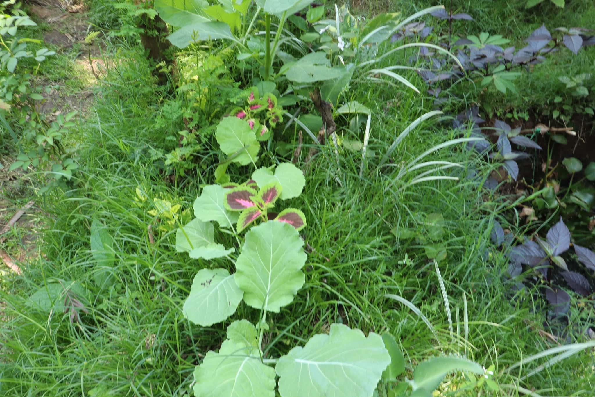 Lush garden with leafy greens and ornamental grasses.