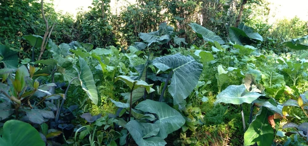 Global Ecovillage Network garden scene with lush leafy vegetation.