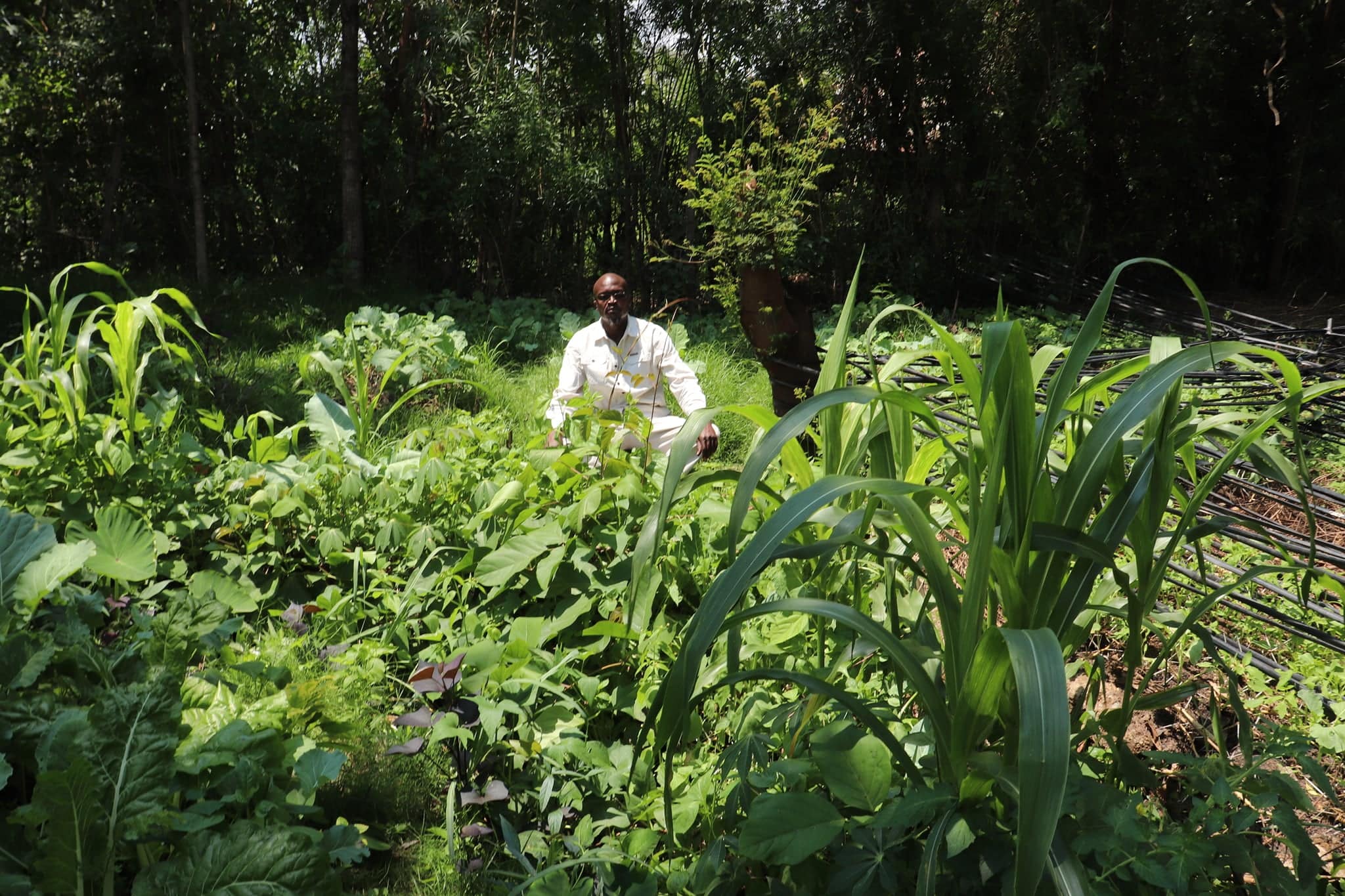 Gardener in a lush permaculture garden at Kajulu Hills Eco-Villages, vibrant leafy greens and crops.