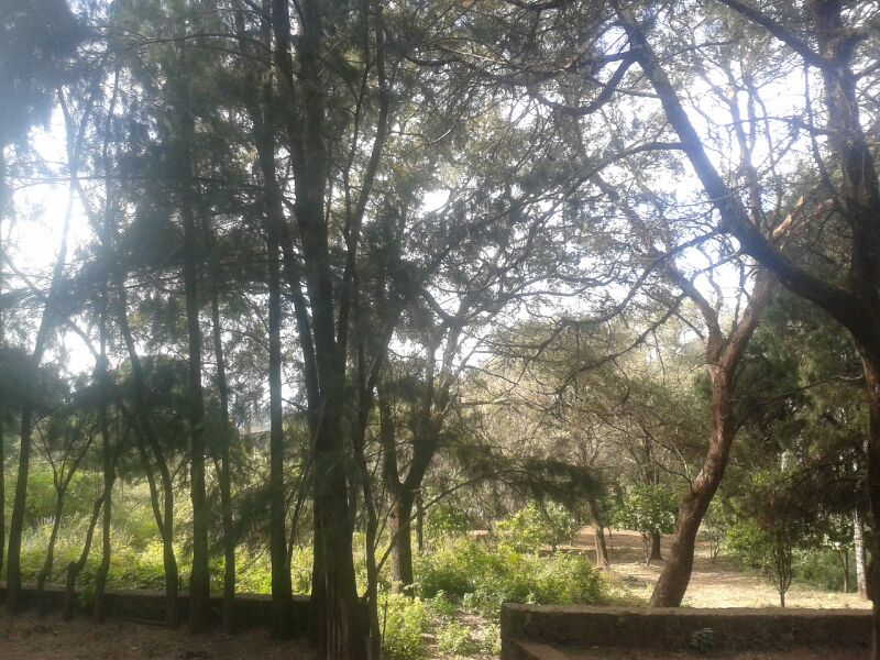 Lush woodland with sunlit trees and a dirt path.