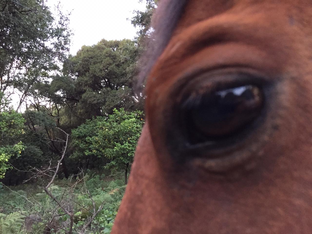 Close-up horse eye in a natural green landscape.
