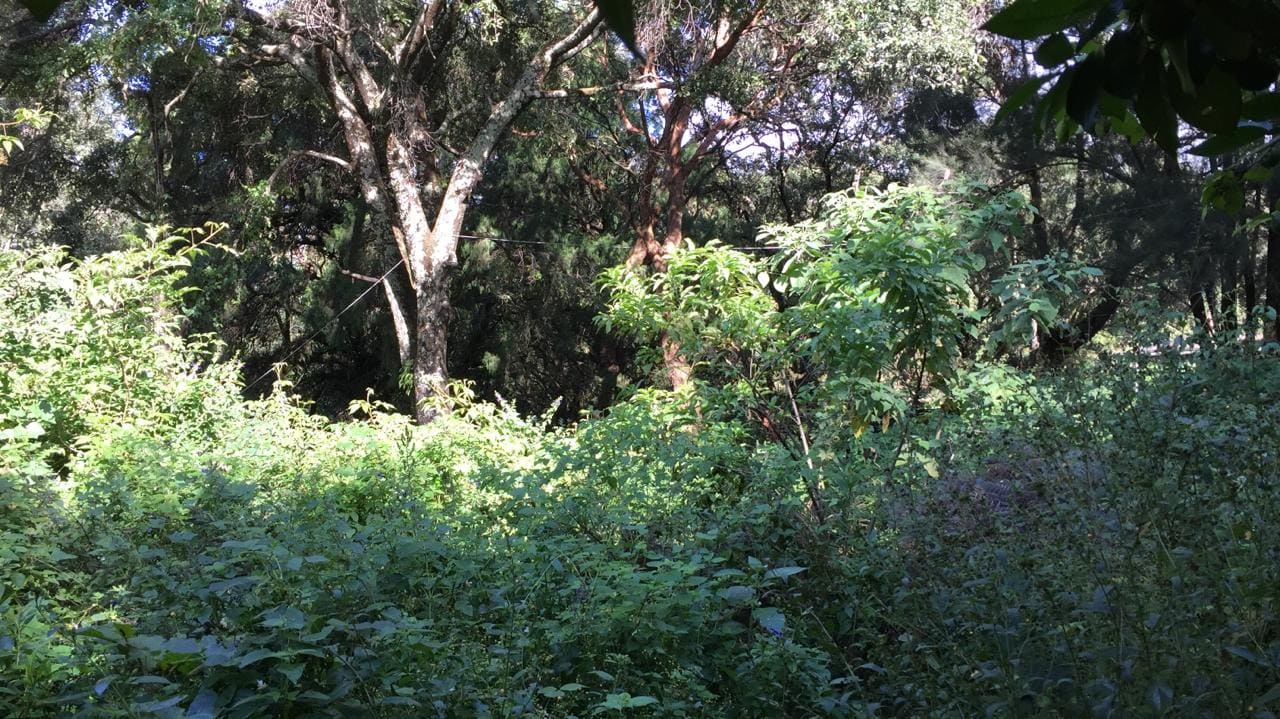 Dense green undergrowth and trees in a natural reserve area.
