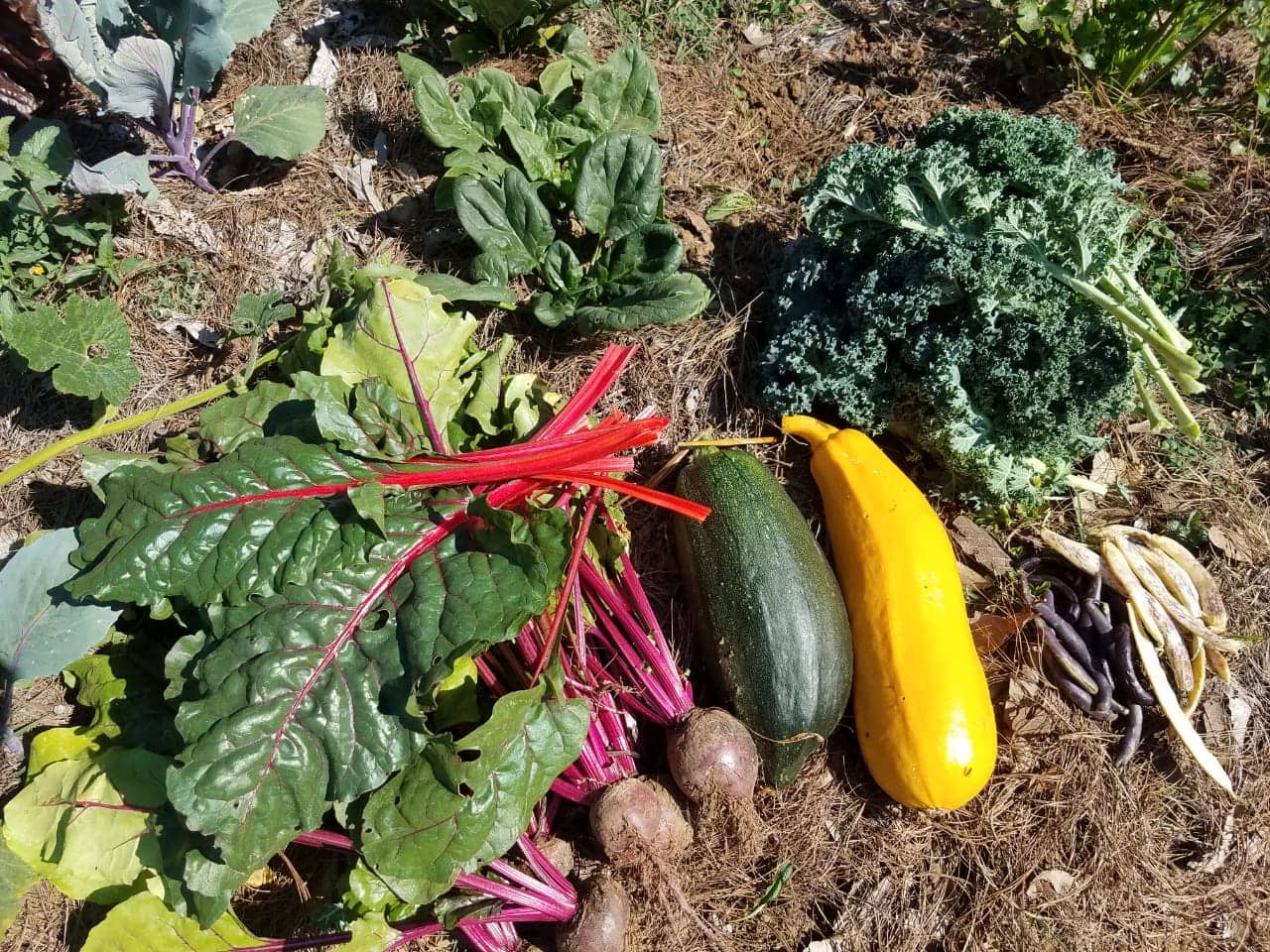 Fresh garden harvest with leafy greens, beets, zucchini, and yellow squash.