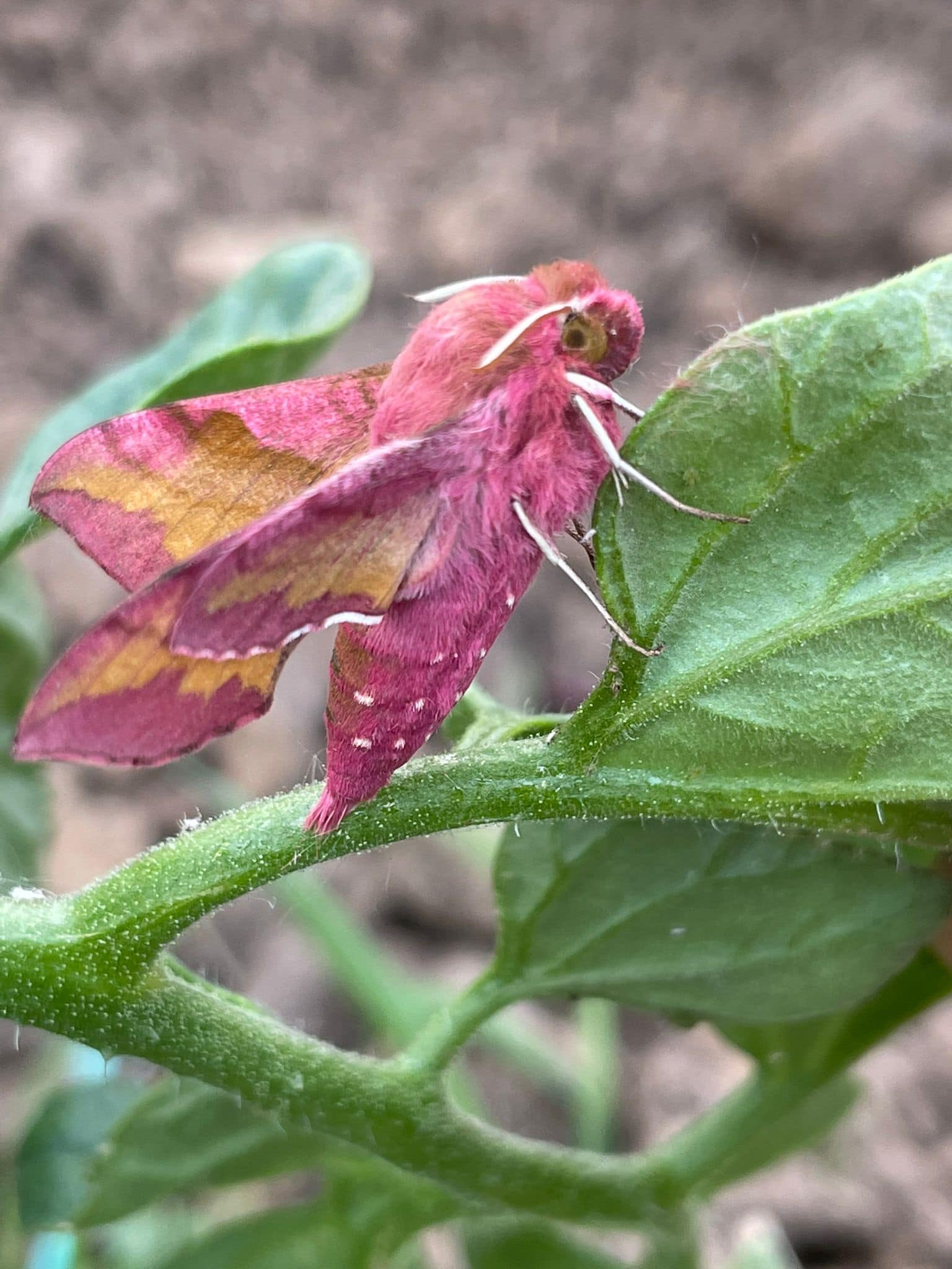 Pink moth on a green plant leaf with blurred soil background.