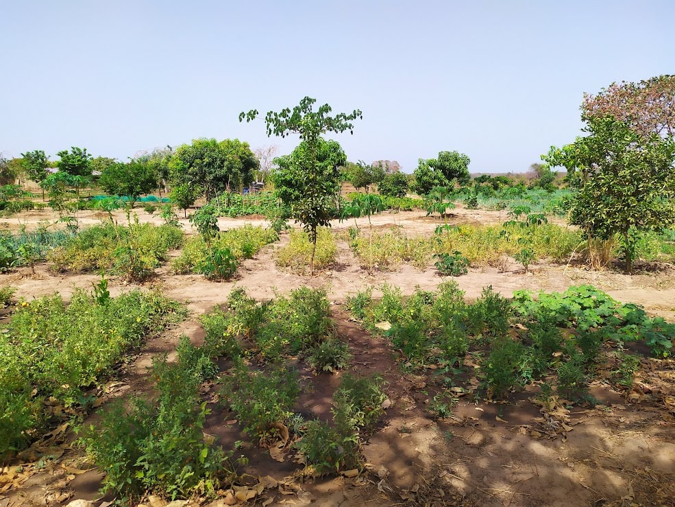 Organic garden beds and small trees on a sunny rural plot in the Sustainable Village, Gambia.