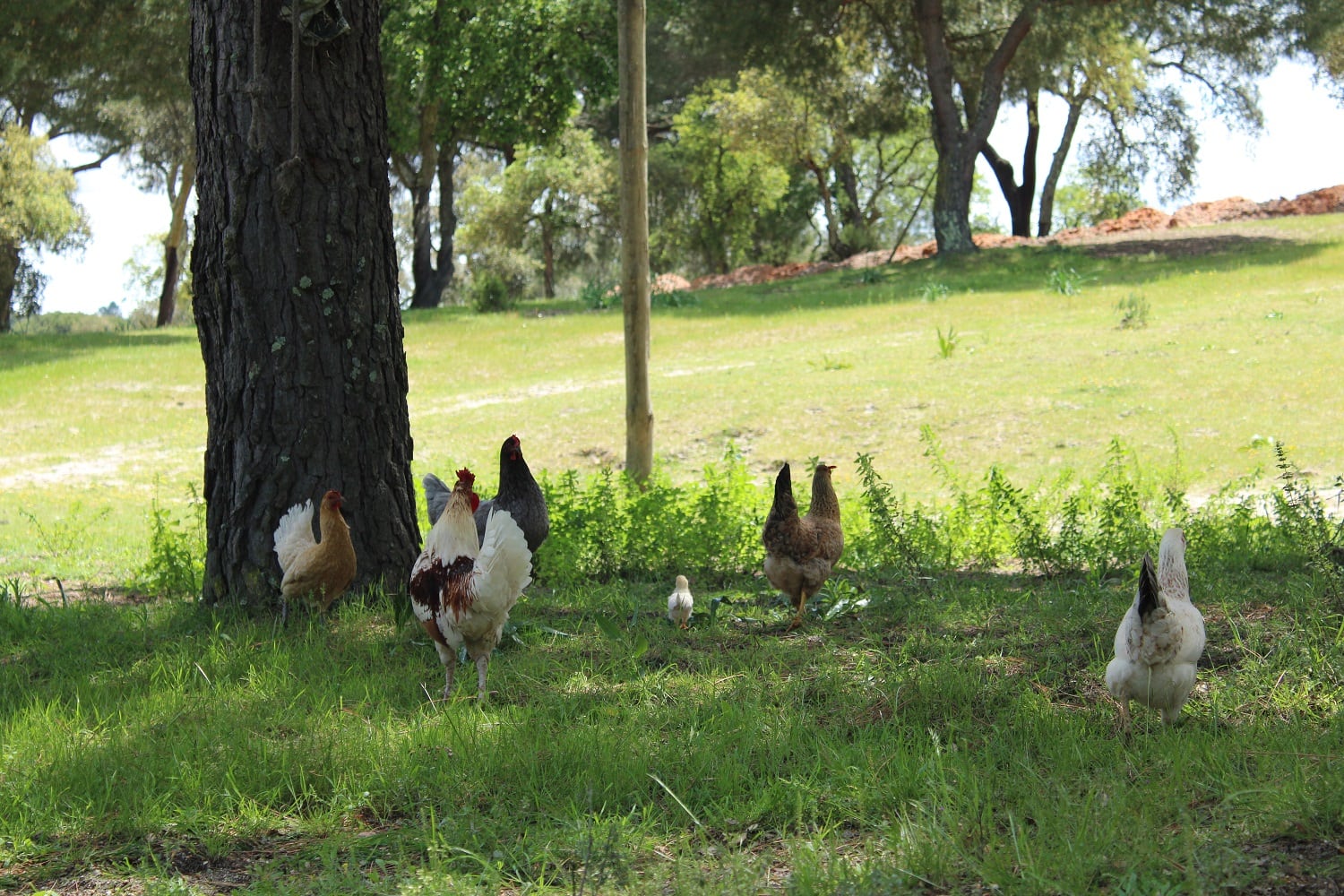 Group of chickens in a sunlit grassy area under trees.