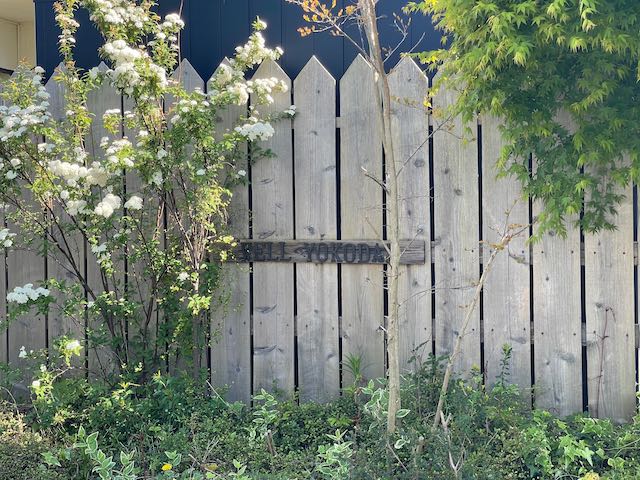 Wooden fence with greenery and flowering shrubs in a garden.