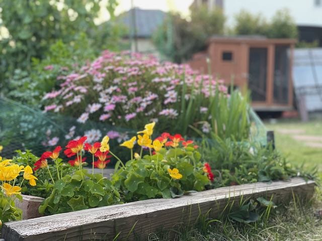 Vibrant community garden beds with colourful flowers and greenery.