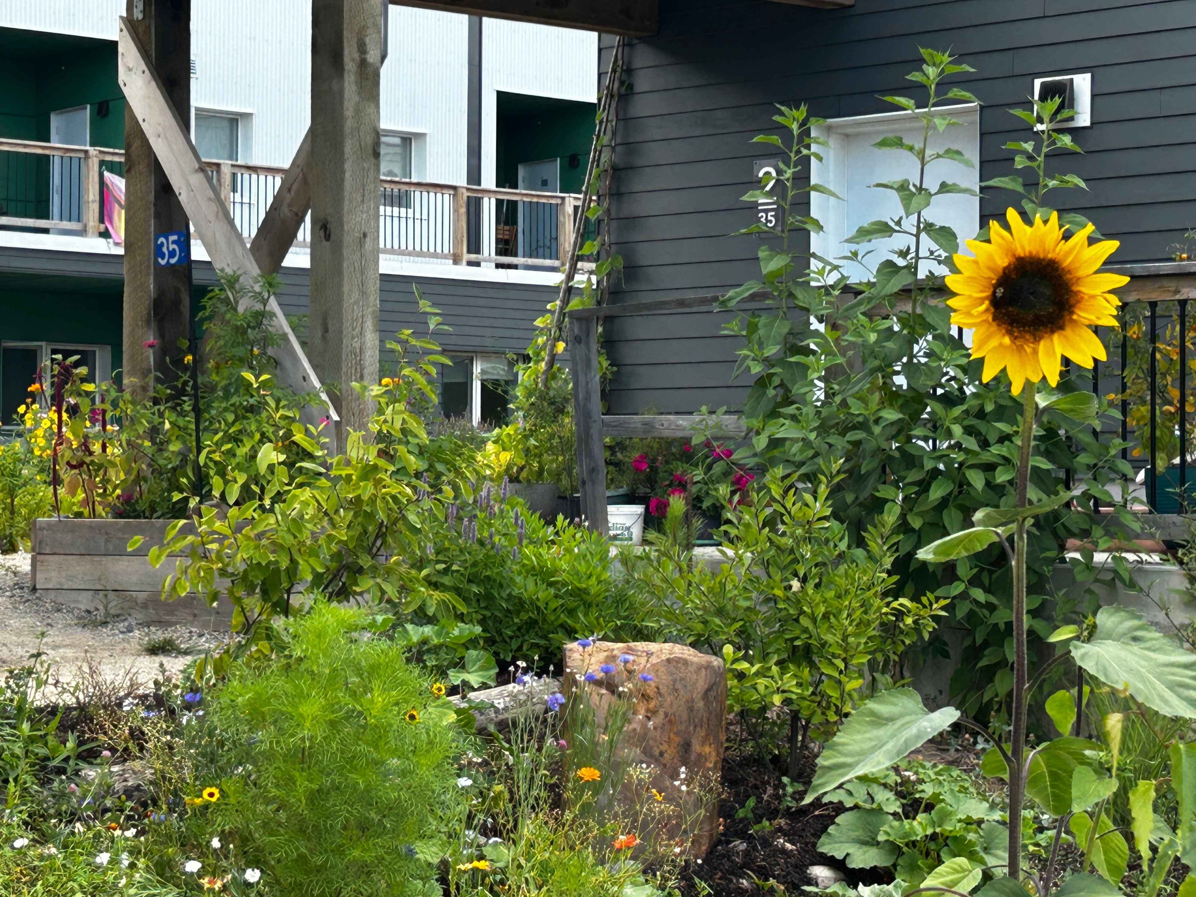 Sunflower in front of ecohousing with lush garden and wooden structures.