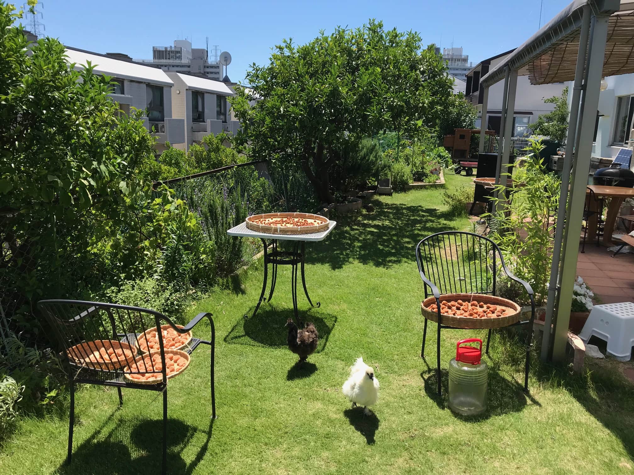 Garden with tables, bowls of food, and small dogs in a sunny yard.