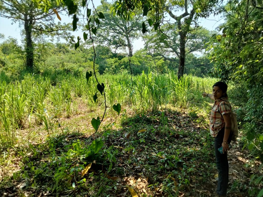 Woman in a lush field among trees and tall grasses in a sunny agroforestry landscape.