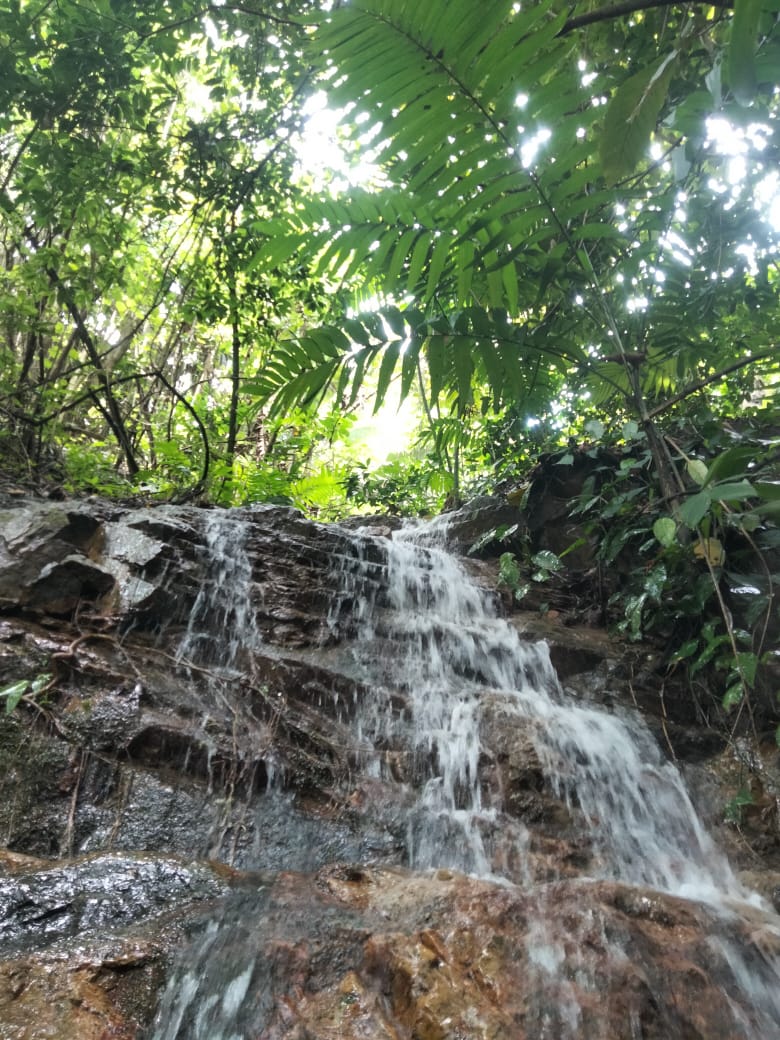 Waterfall cascading over rocky ledge in lush tropical forest.